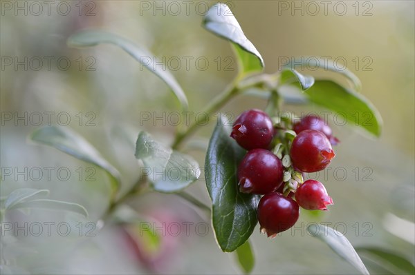 Lingonberries or Cowberries (Vaccinium vitis-idaea)