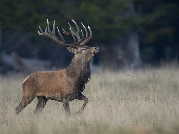 Red Deer (Cervus elaphus)