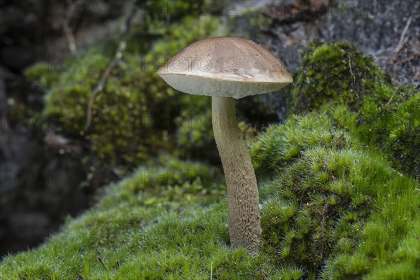 Brown Birch Bolete (Leccinum scabrum)