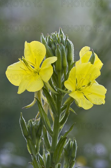 Common evening primrose (Oenothera biennis)