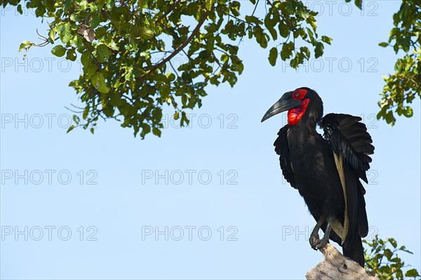 Southern Ground Hornbill (Bucorvus leadbeateri)