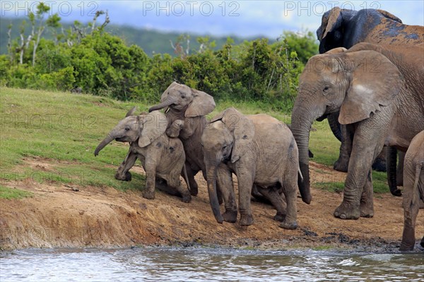 African Elephants (Loxodonta africana)