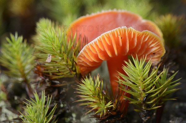 Honey Waxcap (Hygrocybe reidii)