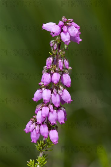 Heather-bell (Erica cinerea 'Rosi')