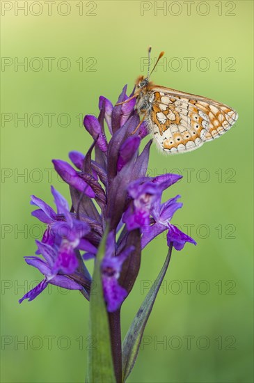 Marsh Fritillary (Euphydryas aurinia)