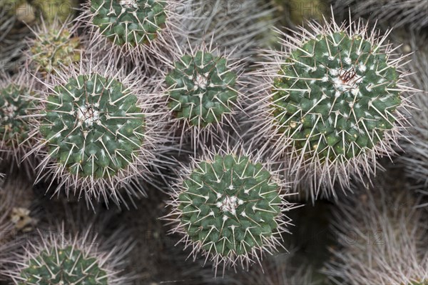 Cacti (Mammillaria compressa)