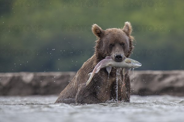 Brown bear (Ursus arctos)