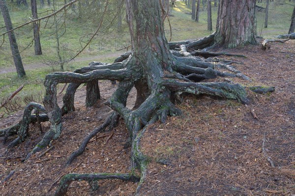 Aerial roots in a pine tree forest