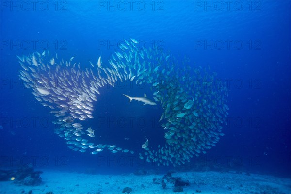 Grey Reef Shark (Carcharhinus amblyrhynchos) hunting a shoal of Oxeye Scads (Selar boops)