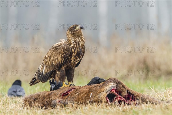 Young Eagle (Haliaeetus albicilla)