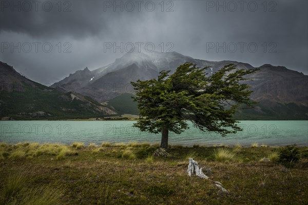 Tree in a storm