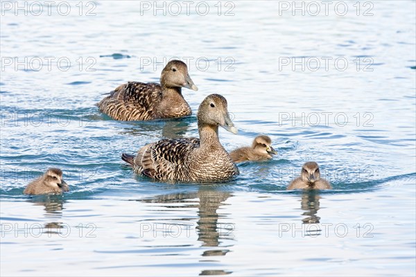 Common Eider (Somateria mollissima)