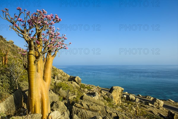 Bottle Tree (Adenium obesum) in bloom