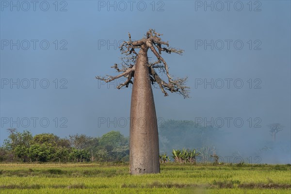 Avenue of the Baobabs