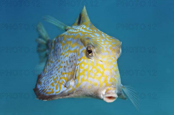 Humpback turretfish (Tetrosomus gibbosus)