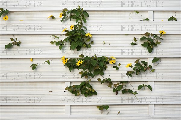 Black-eyed Susan (Thunbergia alata)