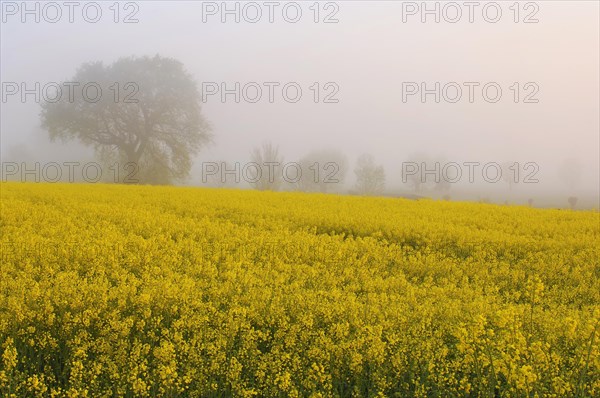 Blooming rapeseed field in front of trees in fog at dawn