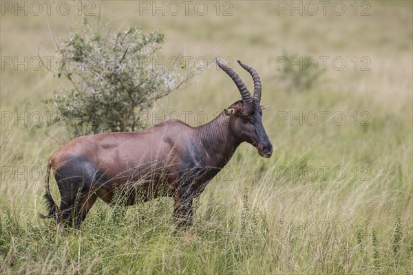 Topi (Damaliscus korrigum)