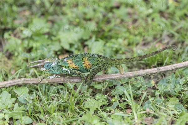 Jackson's Chameleon (Trioceros jacksonii)