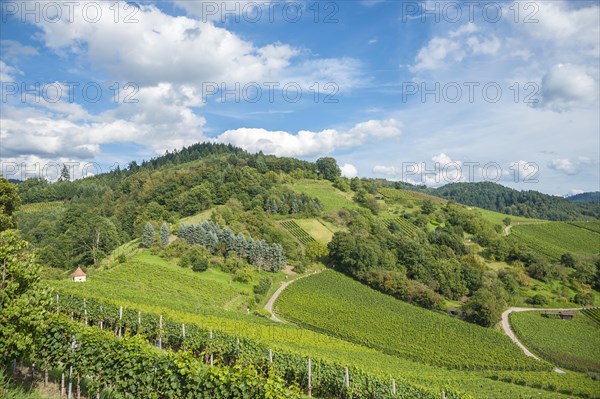 Landscape with vineyards