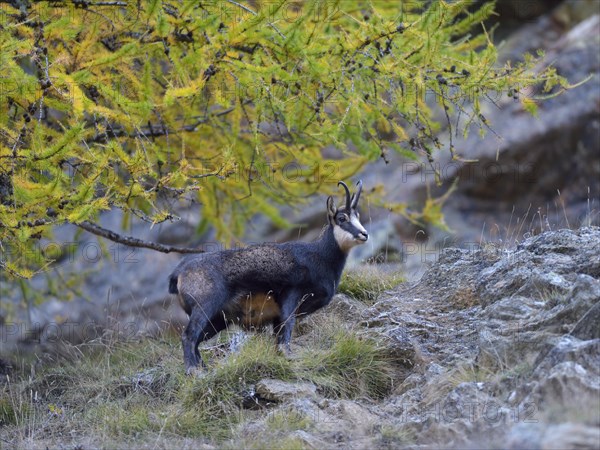 Chamois (Rupicapra Rupicapra)