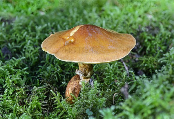 Greville's Bolete