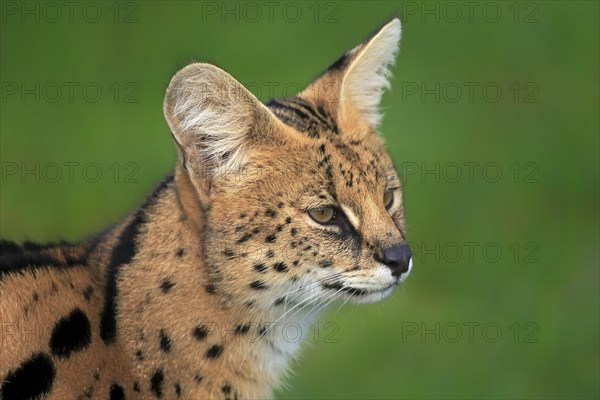 Serval (Leptailurus serval)