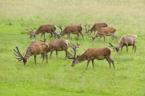 Red deer (Cervus elaphus) in velvet and changing coat