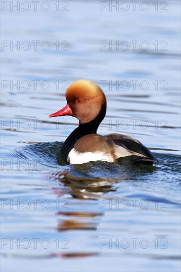 Red-crested pochard (Netta rufina)