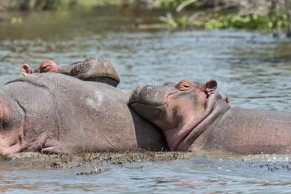 Hippos (Hippopotamus amphibius)