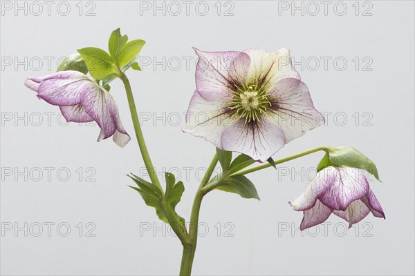 Lenten rose (Helleborus orientalis hybrids 'Picotee')