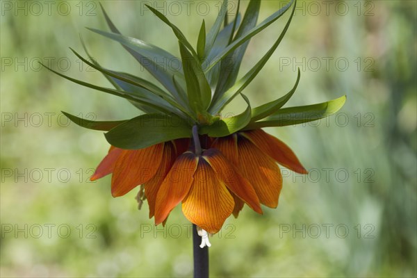 Crown imperial (Fritillaria imperialis)