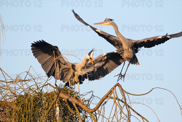 Grey heron (Ardea cinerea) scares away grey heron from its nest