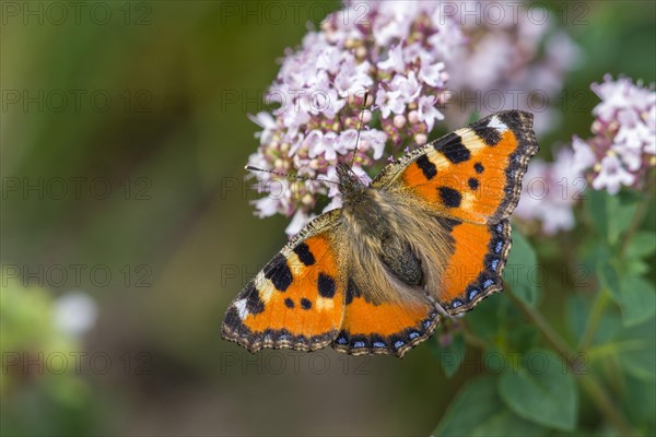 Small Tortoiseshell (Aglais urticae) on oregano (Origanum vulgare)