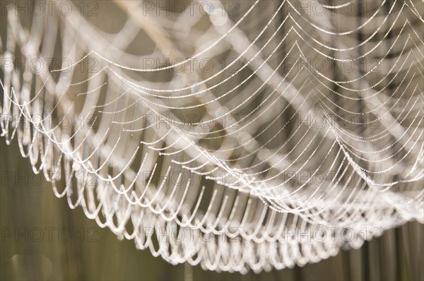 Spider web with dew drops