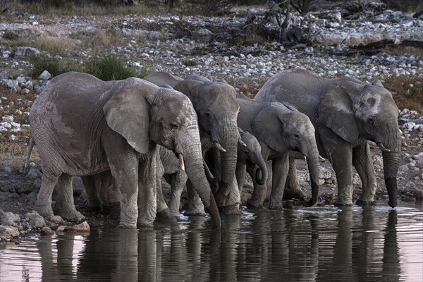 African elephanta (Loxodonta africana) at the Okaukuejo waterhole