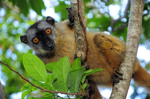 Common brown lemur (Eulemur fulvus mayottensis)