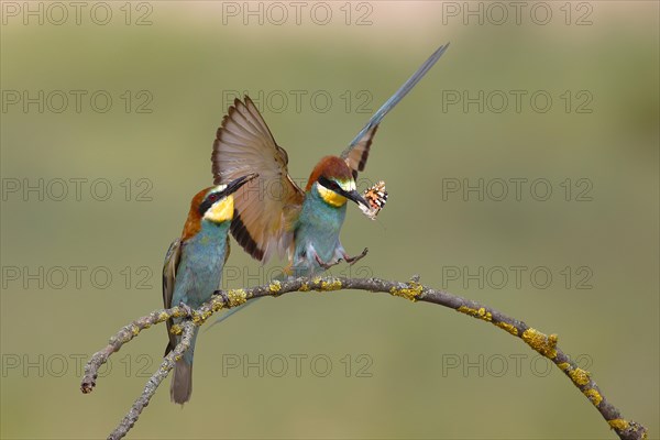 Two bee-eaters (Merops apiaster)