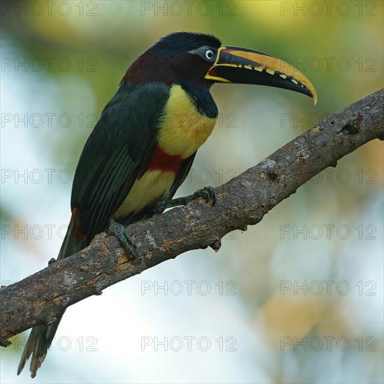 Chestnut-eared aracari (Pteroglossus castanotis) on a branch