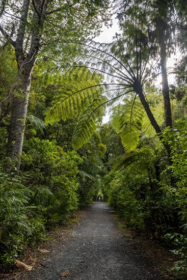 Tree ferns (Cyatheales) next to hiking trail in Kauri Forest