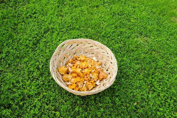 Freshly collected Chanterelles (Cantharellus cibarius)