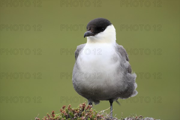 Long-tailed jaeger (Stercorarius longicaudus)