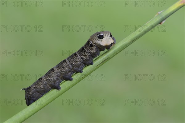 Caterpillar