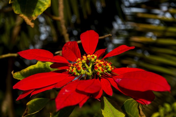 Poinsettia (Euphorbia pulcherrima)