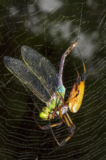 Golden Silk Orb Weaver