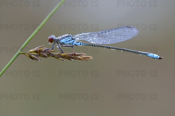 Small Red-eyed Damselfly (Erythromma viridulum)