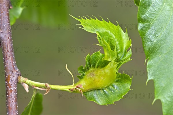 Gall of the Oriental Chestnut Gall Wasp or Asian Chestnust Gall Wasp (Dryocosmus kuriphilus)