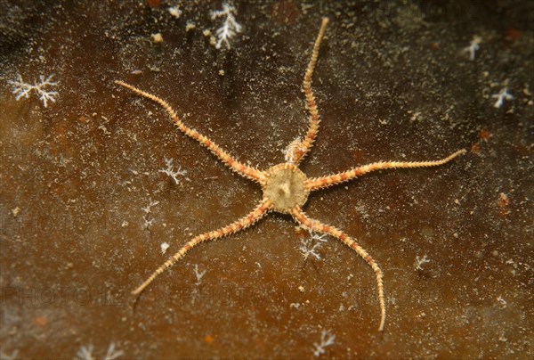 Crevice Brittle Star (Ophiopholis aculeata)