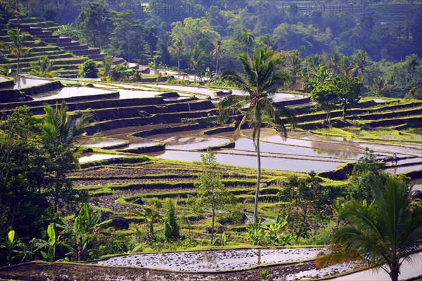 The famous rice terraces of Jatiluwih