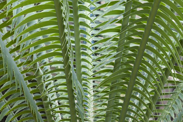 Giant Dioon